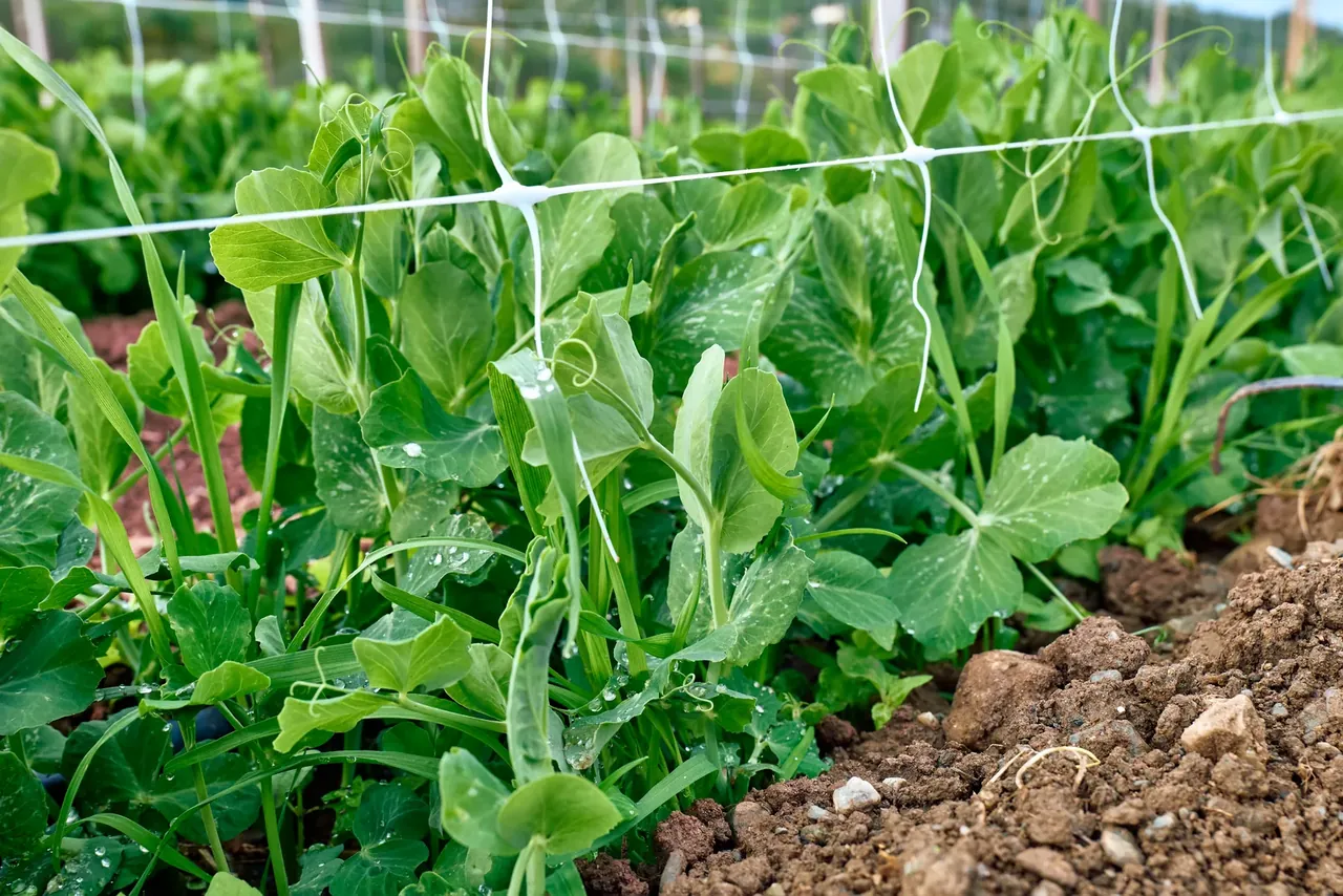 Snow pea protected from pests