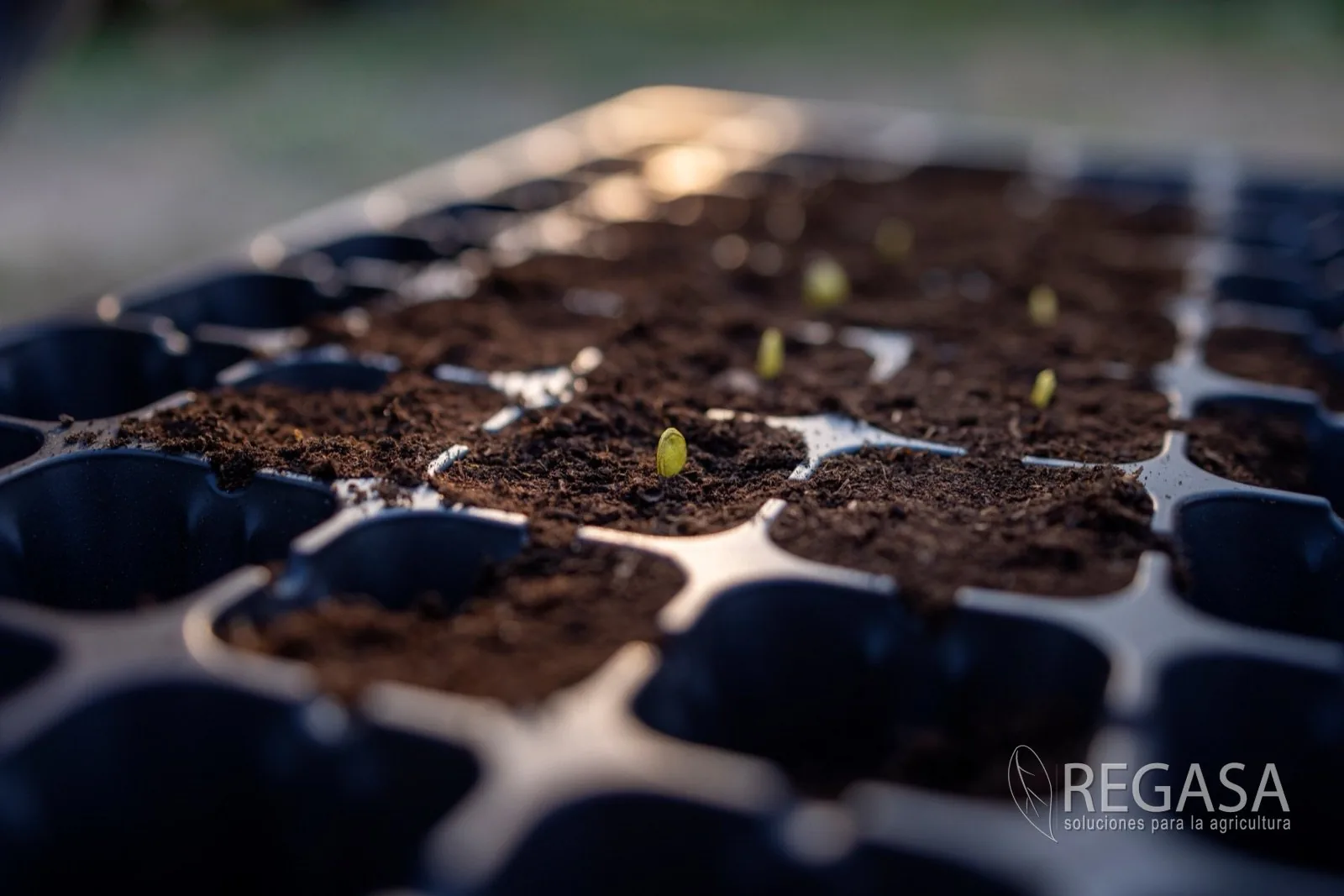 REGASA seedling tray with sprouts emerging from the cells
