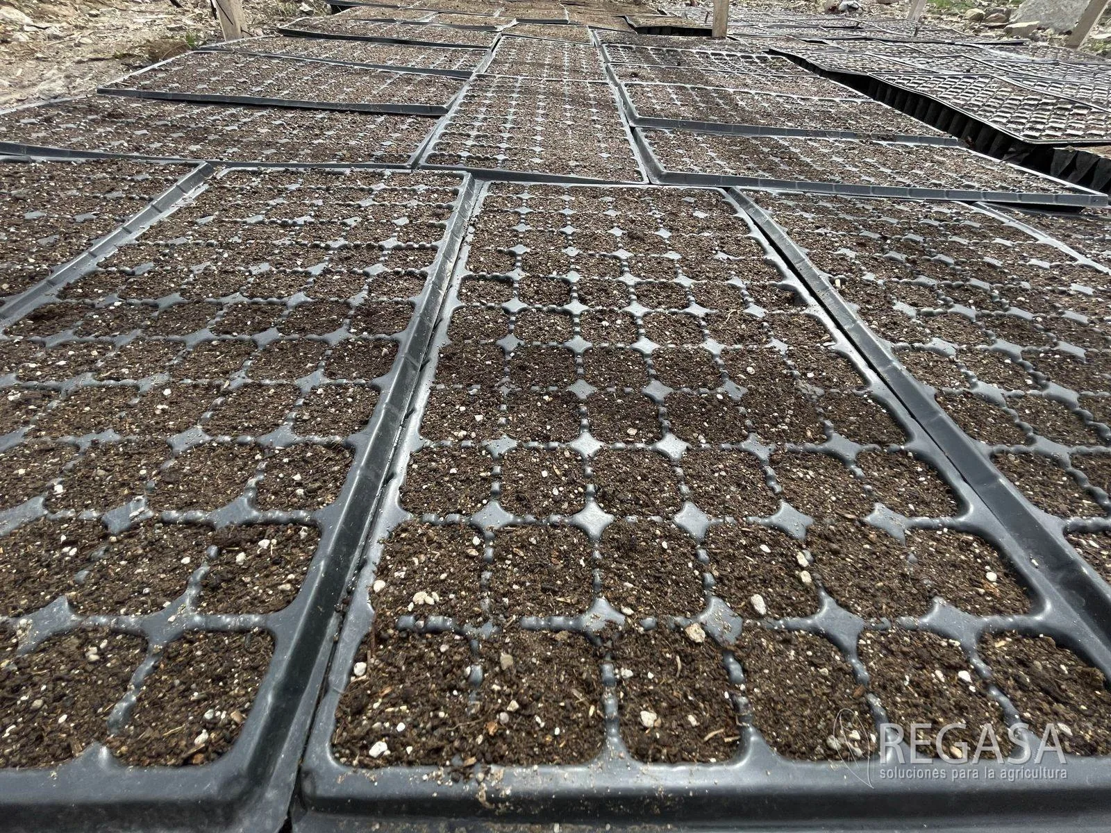 Qué Sustrato Usar para Germinar Pilones de Calidad