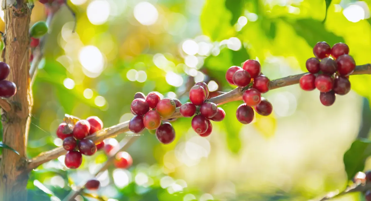 Riego por Goteo para Café en Guatemala: Guía Técnica 2025