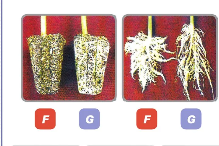 Root comparison: Fibroot (F) grows more rootlets than a standard tray (G)