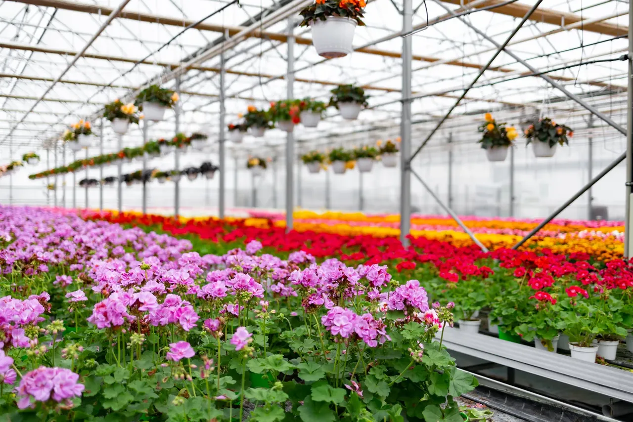Invernadero para Flores y Follaje de Exportación en Guatemala