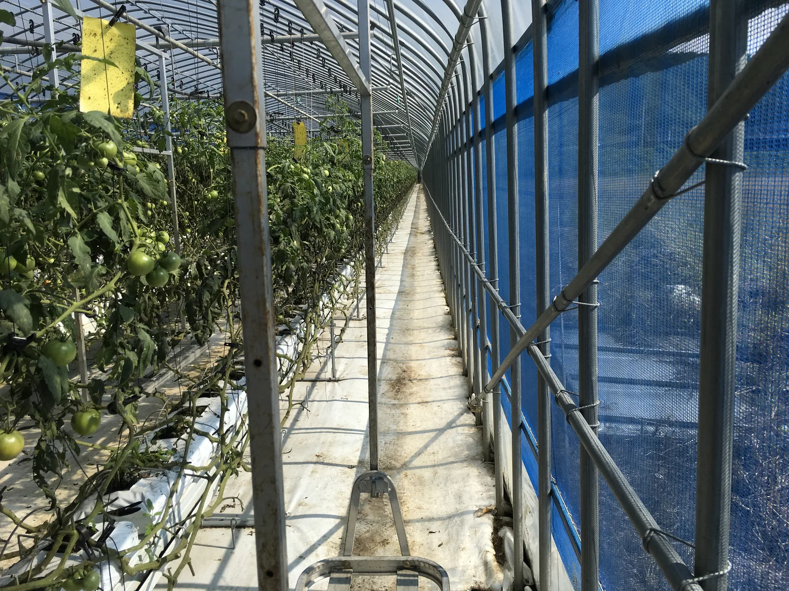 Cucumber grown in a REGASA high tunnel