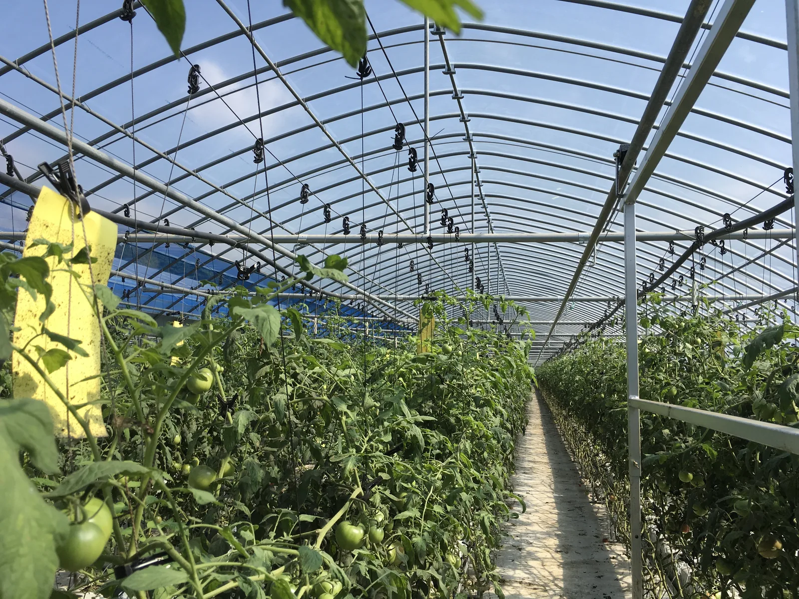 Cut Cultivated Greens grown in a REGASA high tunnel