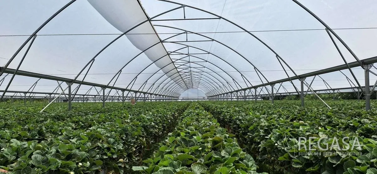Interior de un invernadero REGASA con hileras de fresa bajo los arcos