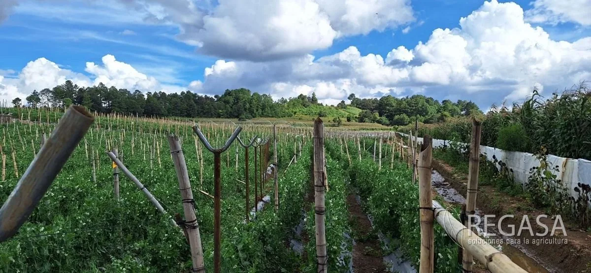 Proyecto real de invernadero REGASA