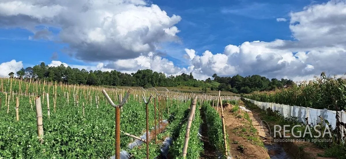 Greenhouse structure with poly covering