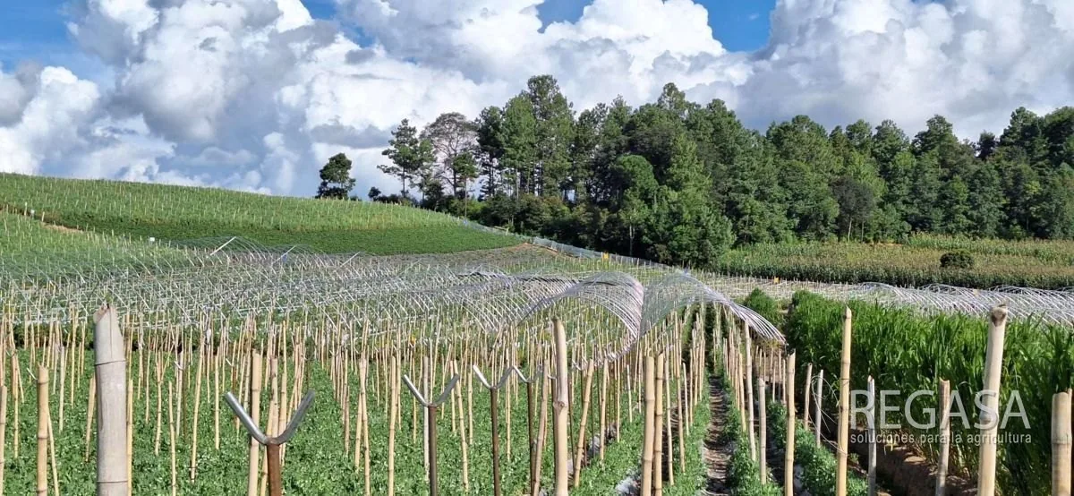 Tipos de Invernadero: ¿Cuál Elegir en Guatemala?