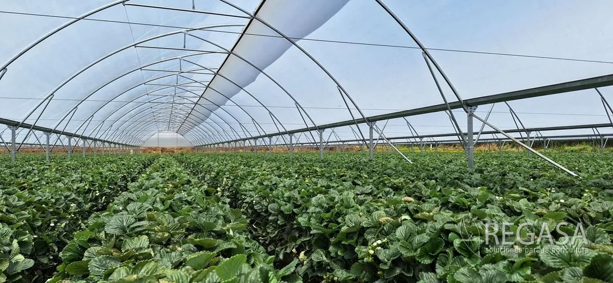 Hileras de cultivo dentro de un invernadero REGASA terminado