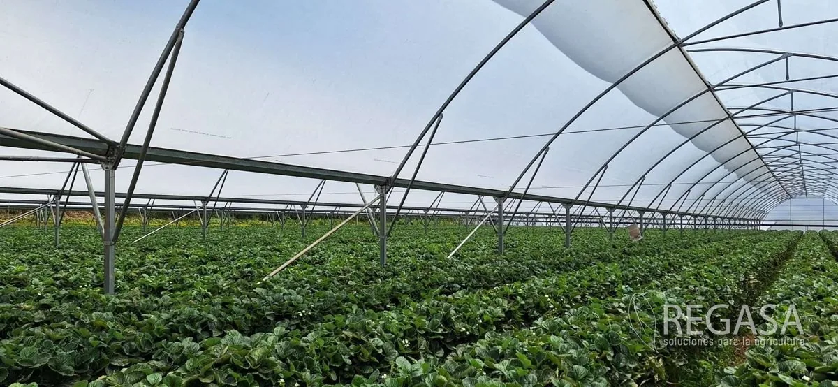 Interior de un invernadero REGASA terminado, lleno de cultivo