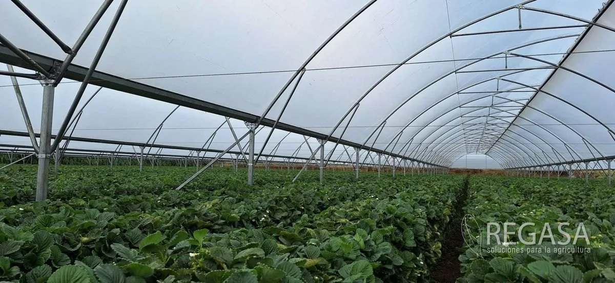 Interior de un invernadero REGASA terminado con el cultivo en hileras