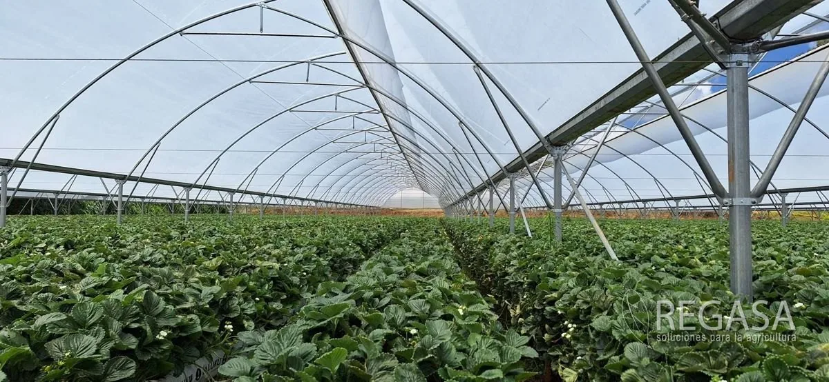 Cultivo en plena producción dentro de un invernadero REGASA terminado