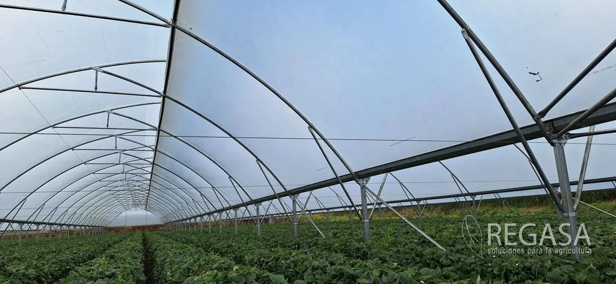 Invernadero para Flores y Follaje de Exportación en Guatemala