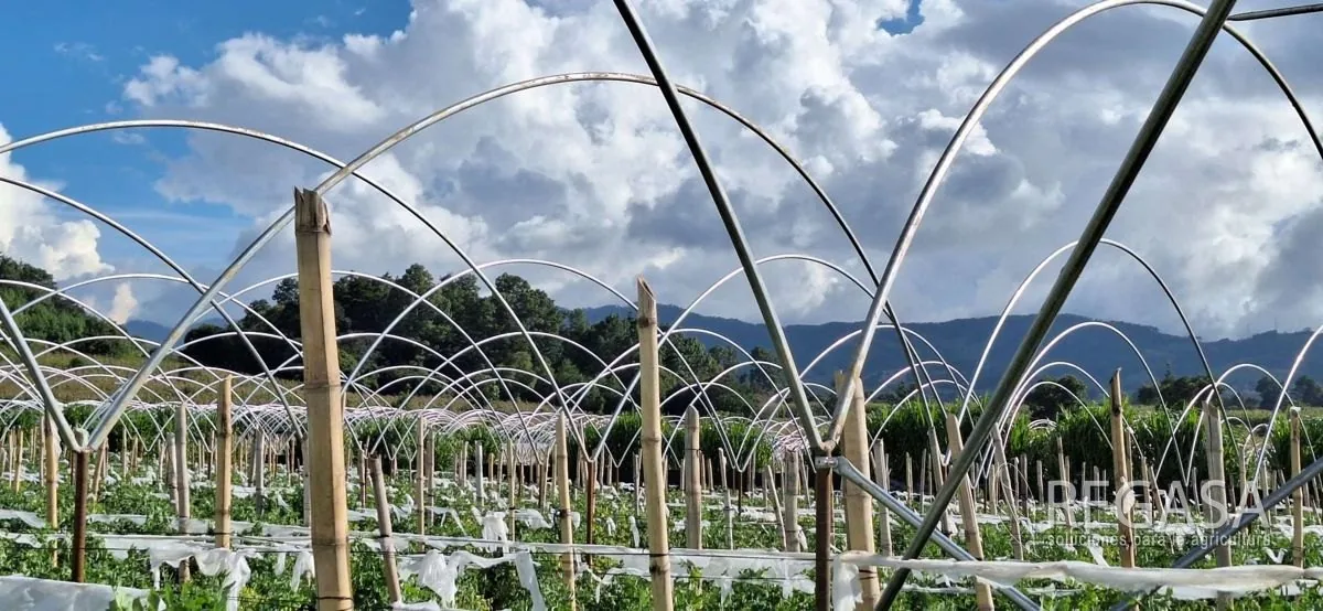REGASA commercial greenhouse project for Florida