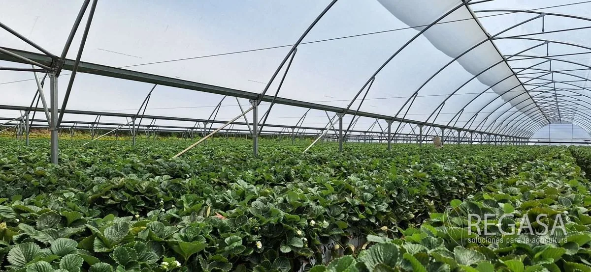 Hileras de fresa en producción bajo un invernadero REGASA