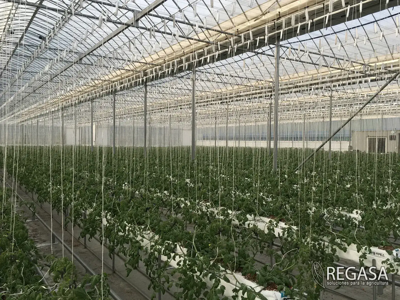 Greenhouse with roll-up side ventilation