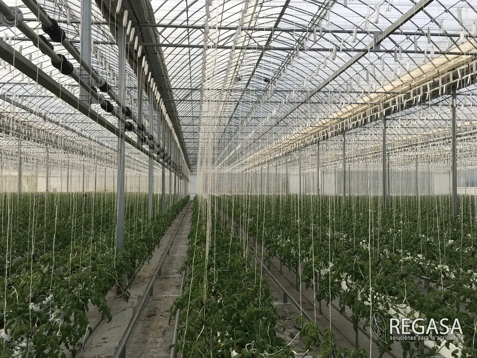Commercial greenhouse for Montana growers