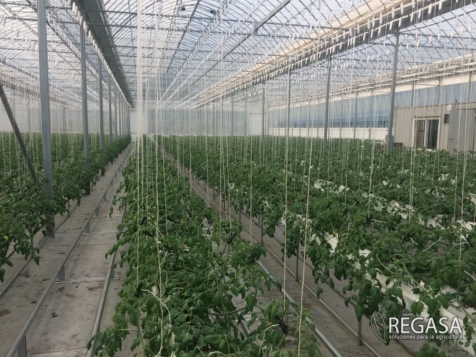 Eggplant grown in a REGASA greenhouse