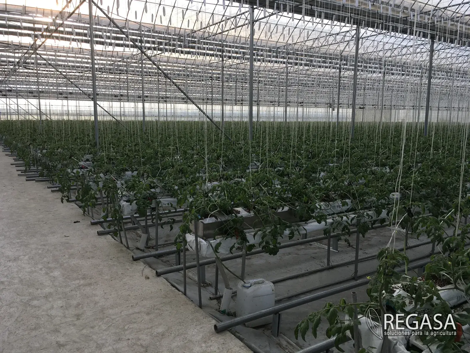 Insect Netting Mesh Sizes: Matching the Screen to the Pest