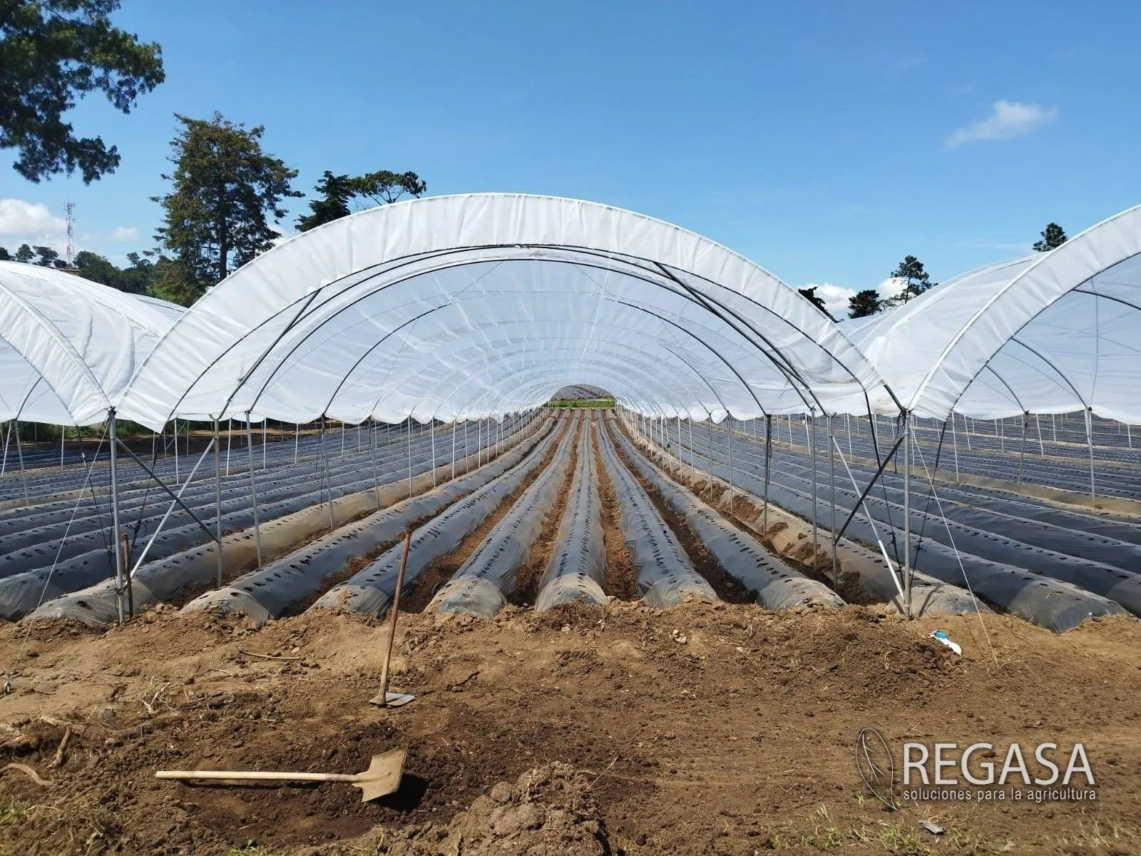 Interior de un macrotúnel REGASA con camas cubiertas de mulch