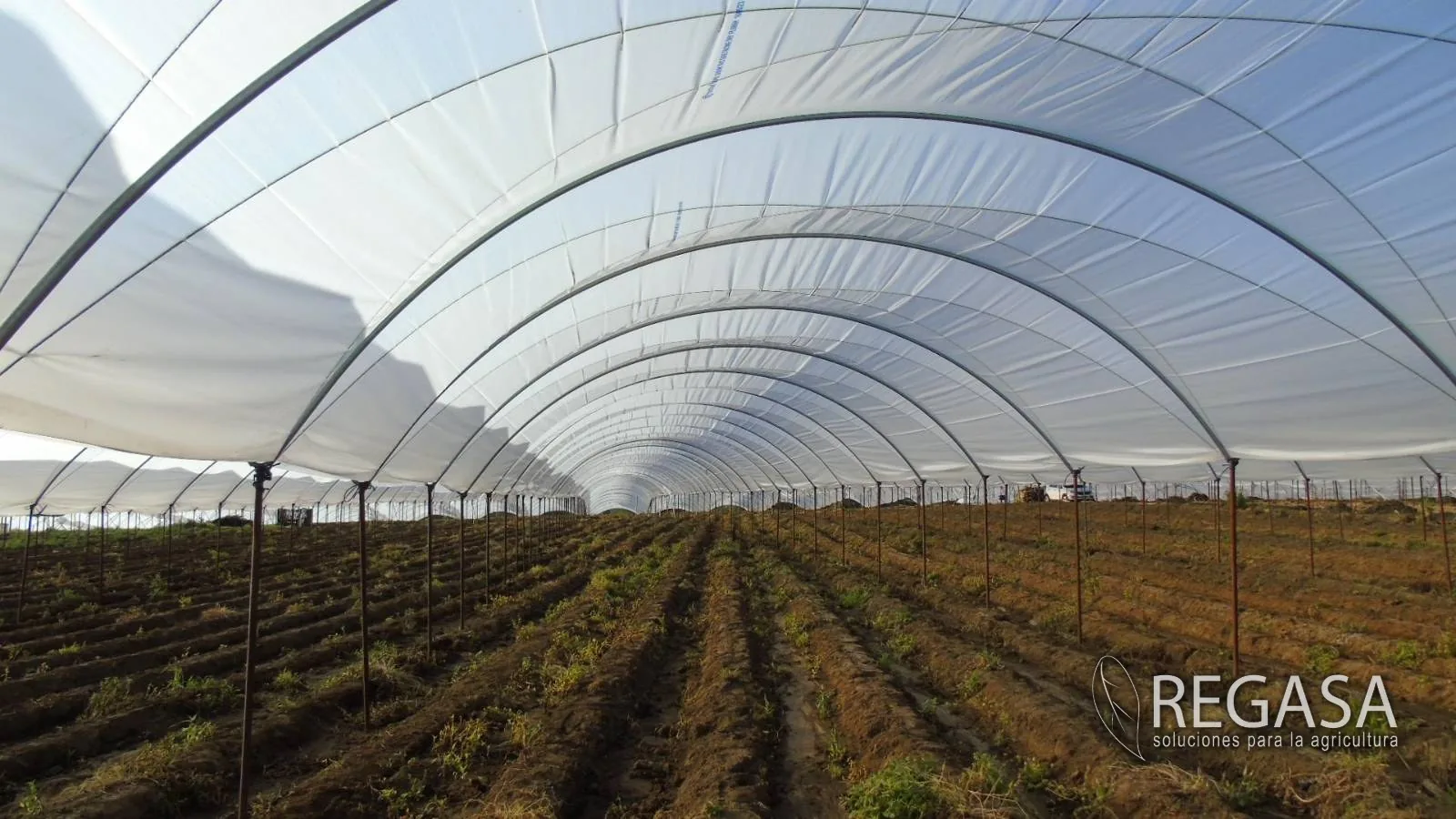 Interior amplio de un macrotúnel REGASA con camas de siembra