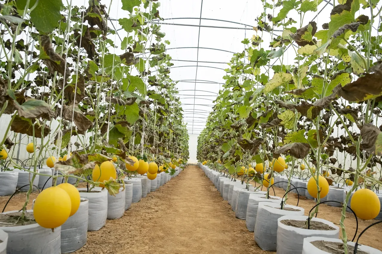 Macrotúnel para Melón y Pepino en Guatemala