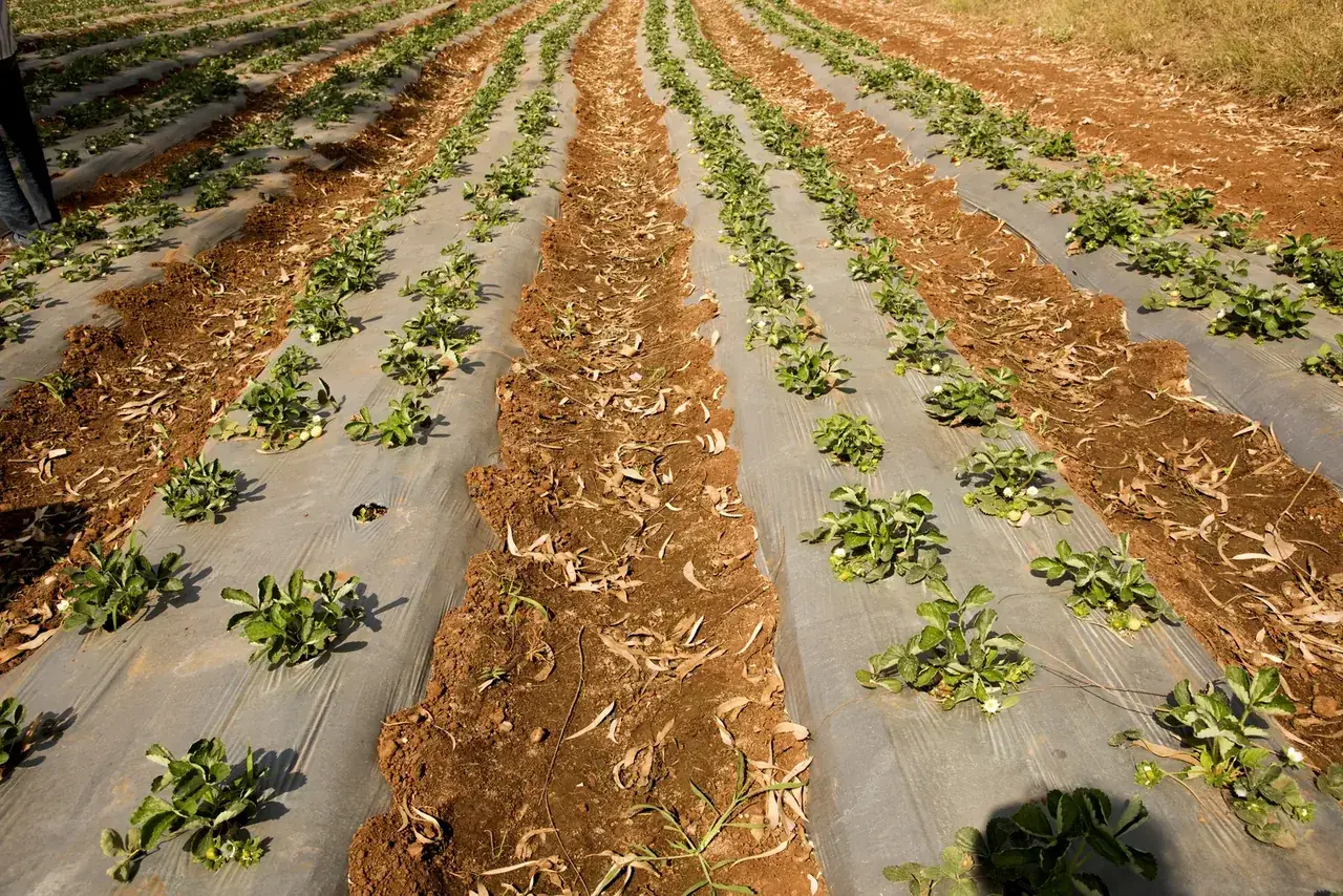 Fresa sobre mulch negro