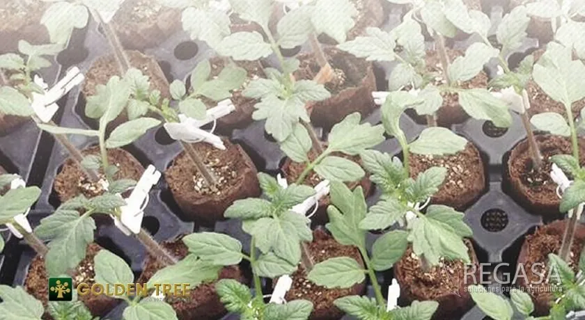 Cómo Hacer Pilones de Tomate de Calidad en Guatemala