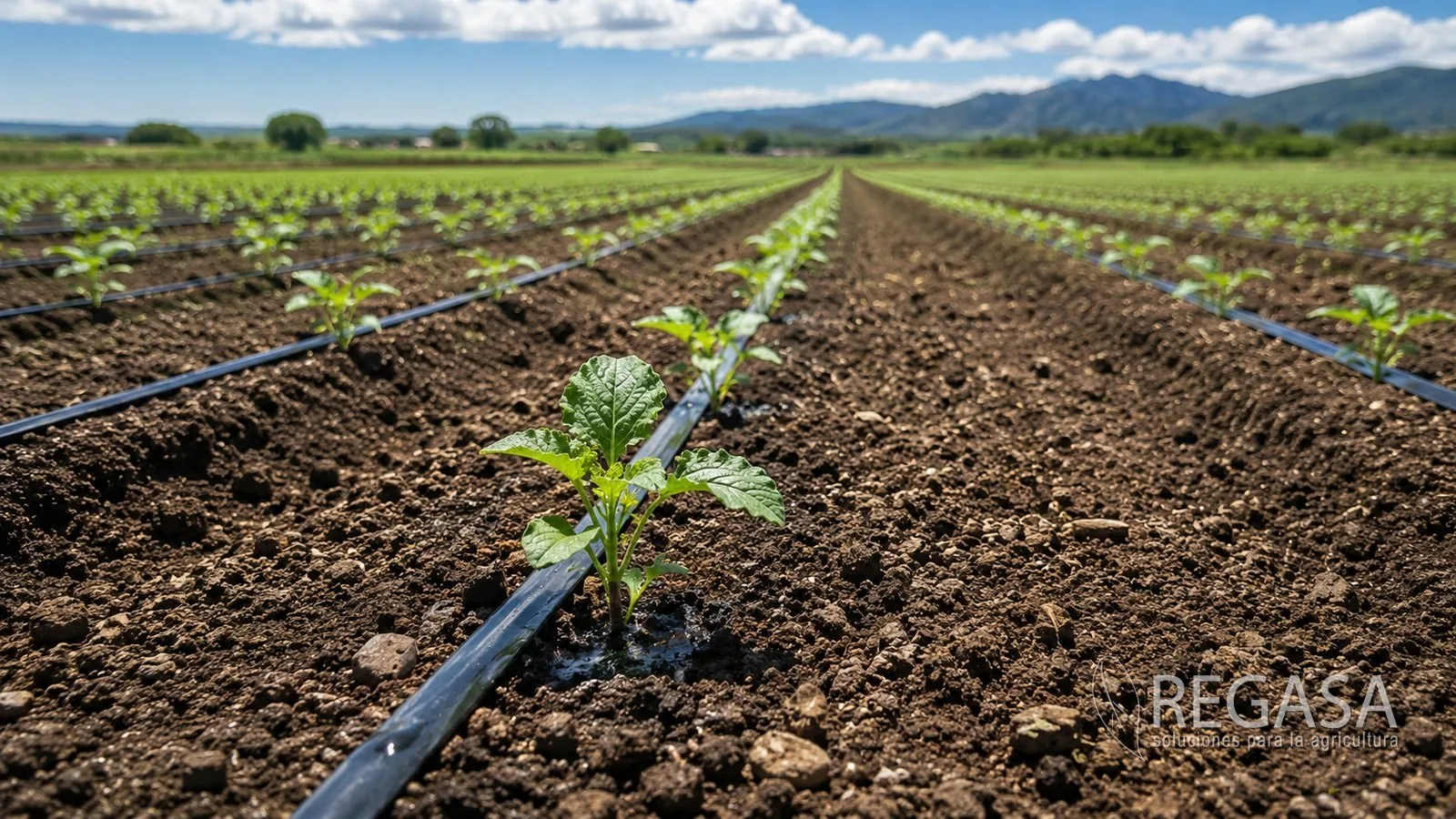 Campo con cintas de riego por goteo entre surcos de plántulas, con montañas al fondo