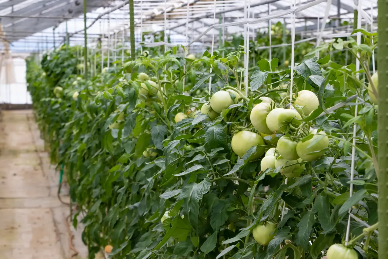 Tomatoes grown under protective cover