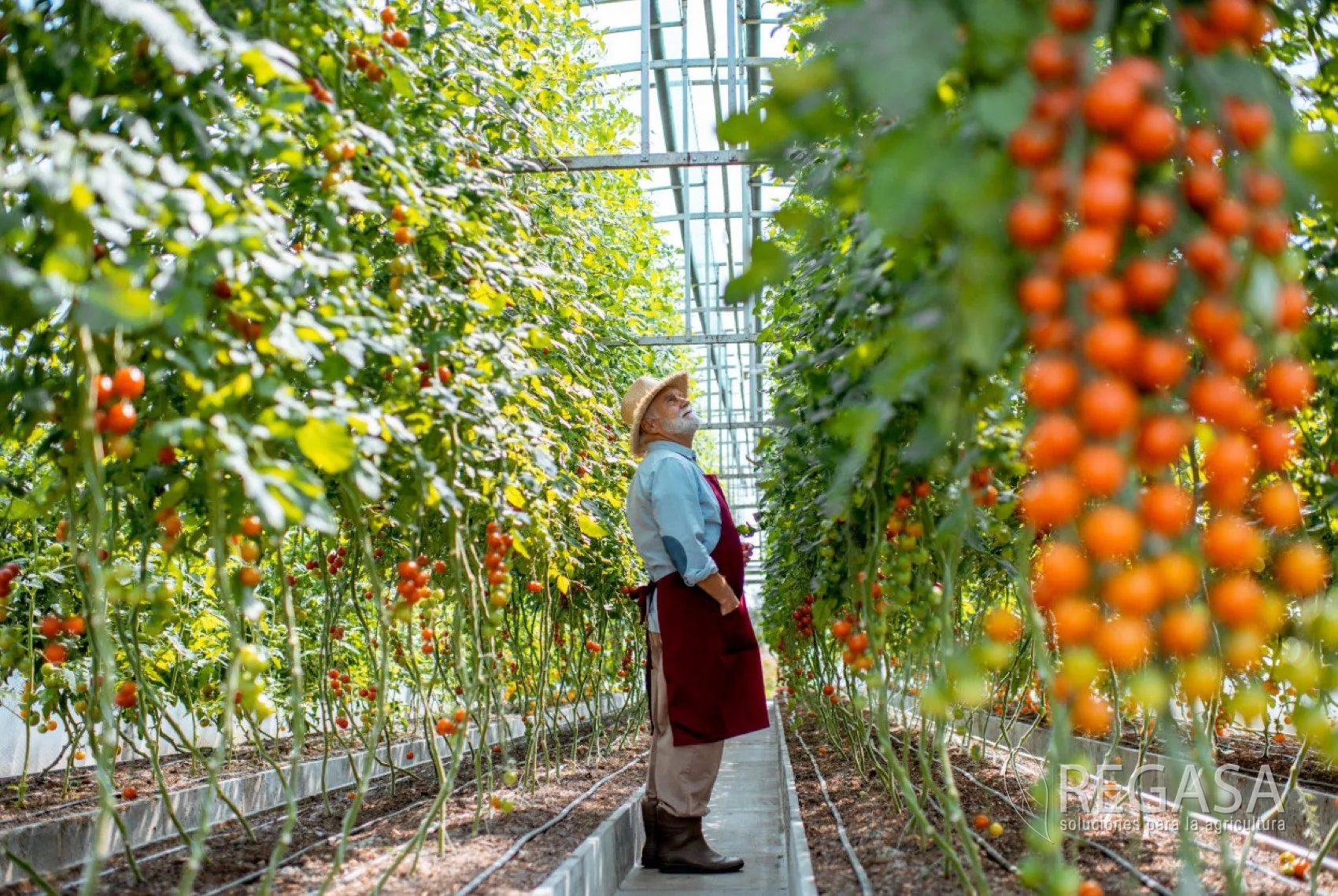 ¿Cuánto Produce un Invernadero de Tomate en Guatemala?