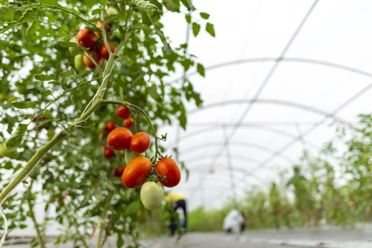 ¿Cuánto Produce un Invernadero de Tomate en Guatemala?