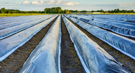 mulch, plasticos agricolas